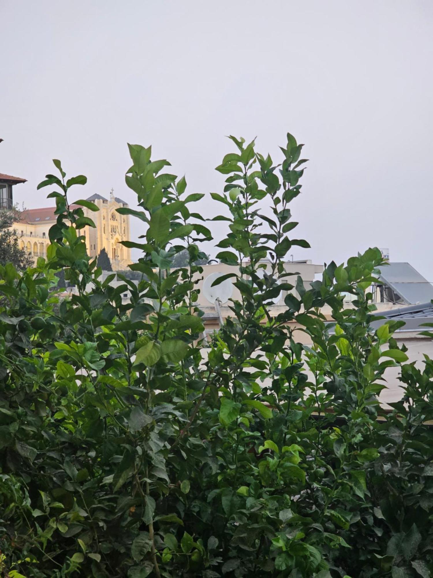 Maria'S Guesthouse - Uphill View Of Nazareth F Екстер'єр фото