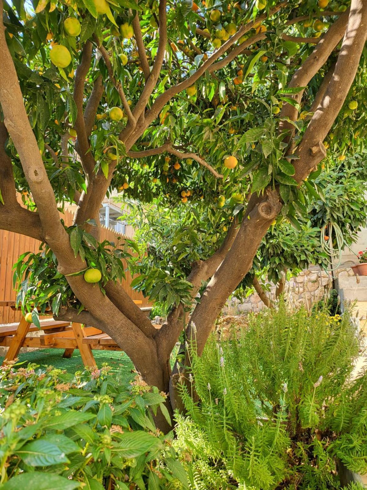 Maria'S Guesthouse - Uphill View Of Nazareth F Екстер'єр фото